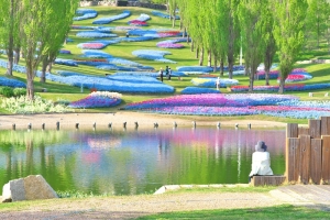 明石海峡公園のお花畑写真