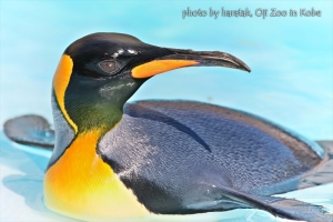 神戸・王子動物園のペンギンの写真
