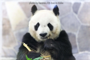 神戸・王子動物園のパンダの写真