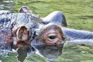 神戸・王子動物園のカバの写真