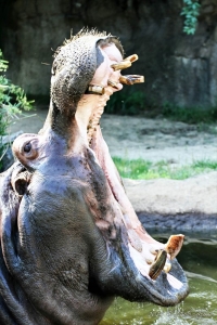 神戸・王子動物園のカバの写真