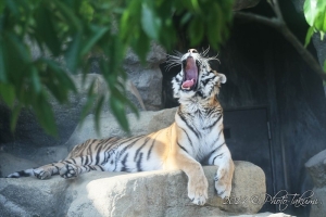 神戸・王子動物園のトラの写真