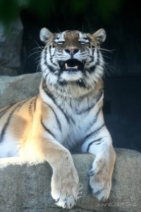 神戸・王子動物園のトラの写真