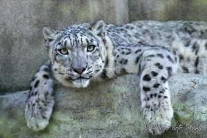 神戸・王子動物園のユキヒョウの写真