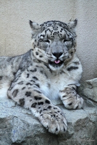 神戸・王子動物園のユキヒョウの写真