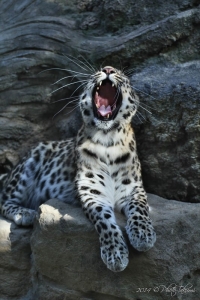 神戸・王子動物園のユキヒョウの写真