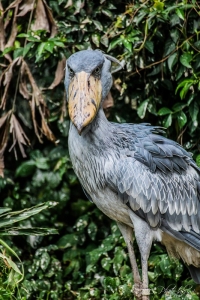 シンガポール動物園のハシビロコウの写真