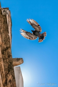 イタリア・ロコロトンドの教会写真