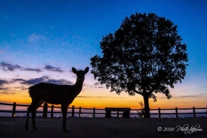 奈良・若草山の夕景写真