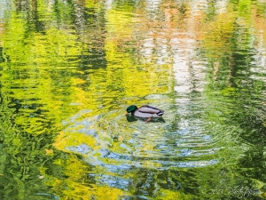 京都・琵琶湖疎水の風景写真