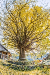 和歌山・福定の大銀杏の紅葉写真