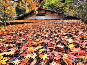 大阪・金剛山の紅葉写真