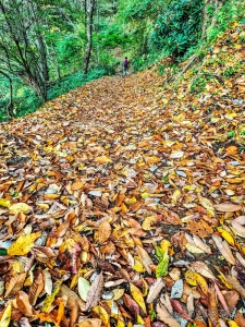 大阪・金剛山の紅葉写真