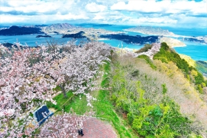 広島・岩城島の積善山展望台の桜写真