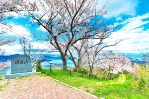 広島・岩城島の積善山展望台の桜写真