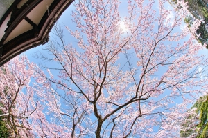 京都・醍醐寺の桜写真