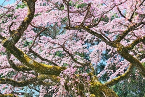 京都・醍醐寺の桜写真