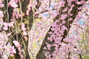 京都・醍醐寺の桜写真