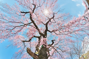京都・醍醐寺の桜写真