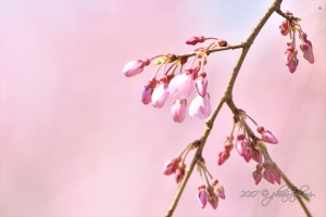 京都・醍醐寺の桜写真