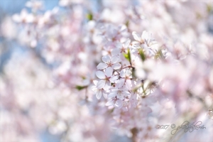 京都・醍醐寺の桜写真