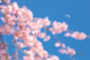 京都・醍醐寺の桜写真