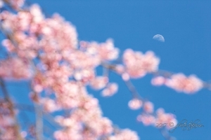 京都・醍醐寺の桜写真