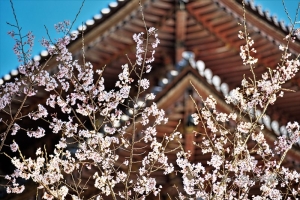 京都・醍醐寺の桜写真