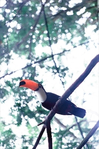 ブラジルの風景写真