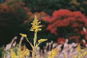 日本・山梨の風景写真